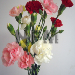 carnation assorted